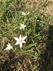 Ornithogalum umbellatum