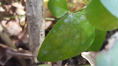 Golovinomyces vincae