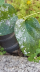 Golovinomyces vincae