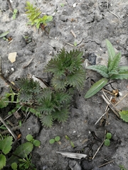 Urtica dioica dioica