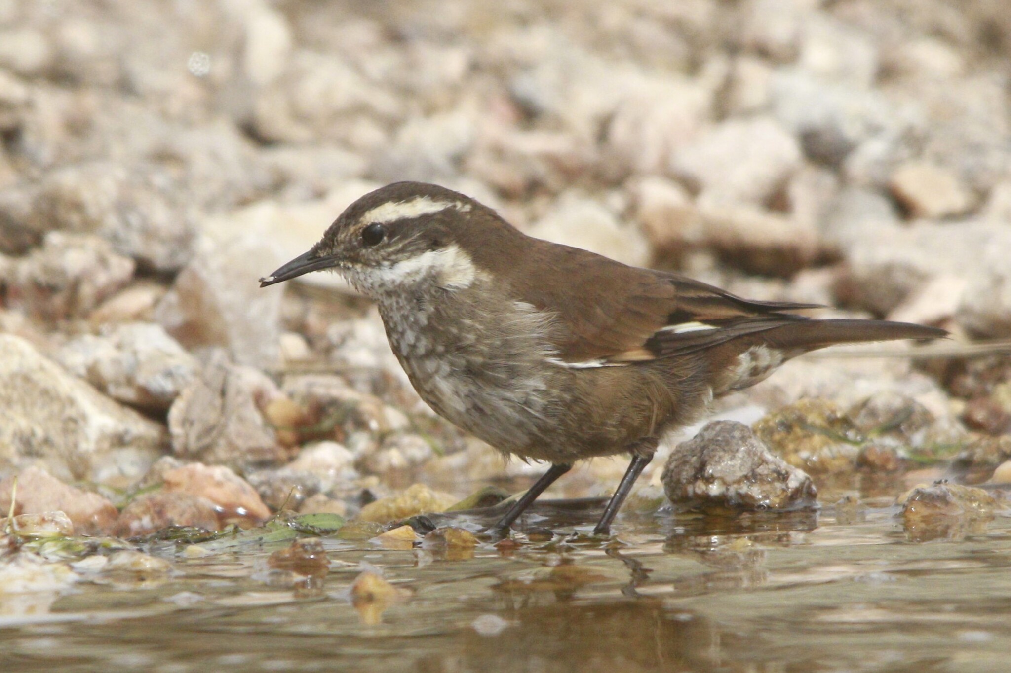Olrog's Cinclodes (Cinclodes olrogi), photo 7
