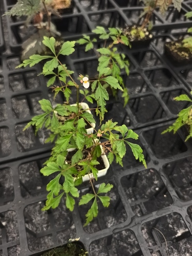 Begonia rachmatii