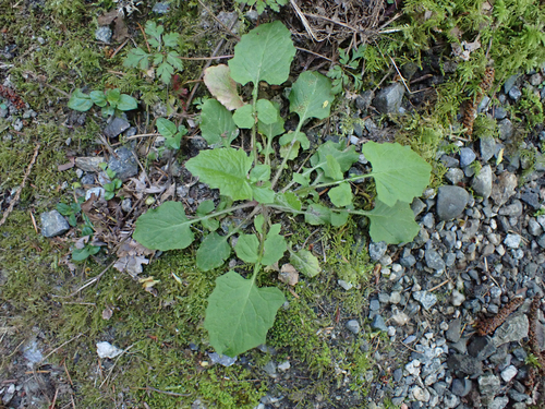 Lapsana communis