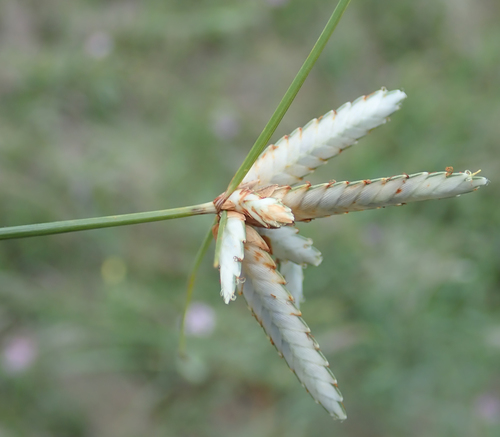 Cyperus margaritaceus image