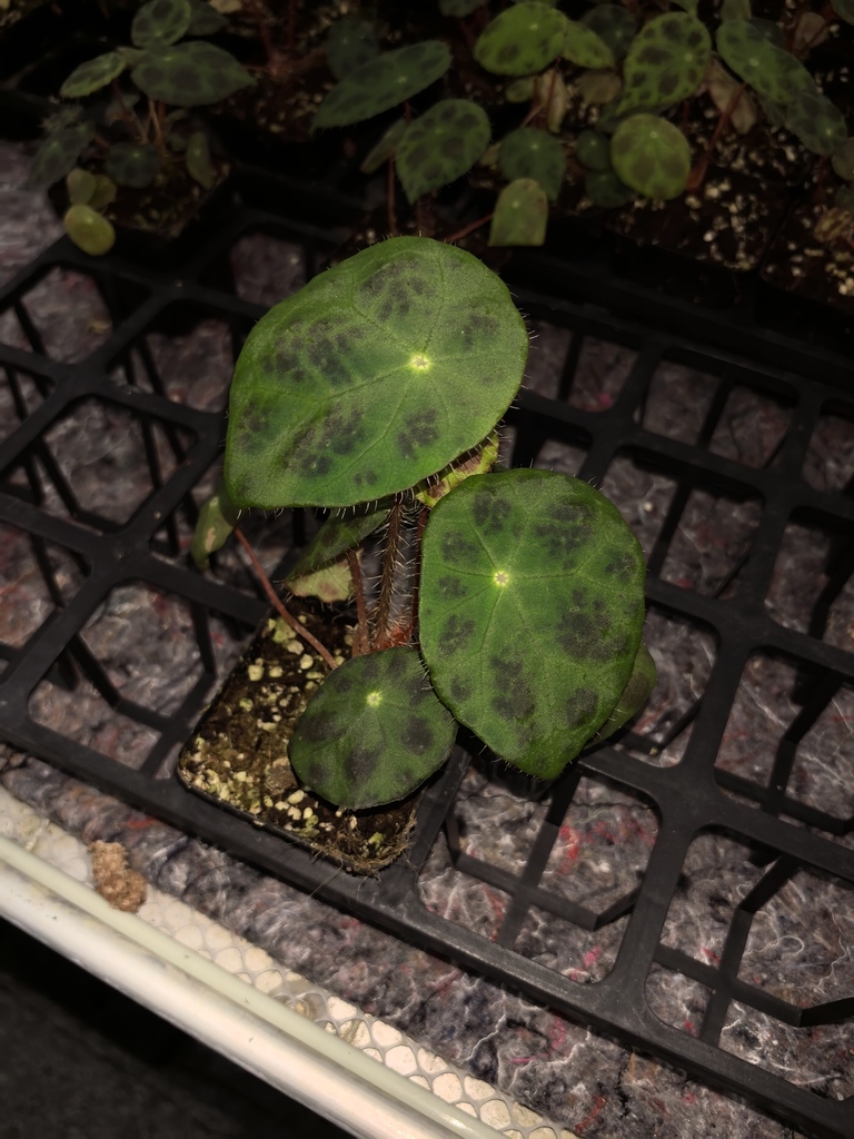 Begonia rigidifolia (Begonia rigidifolia)