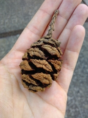 Sequoiadendron giganteum