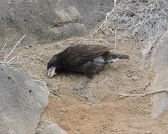 Geospiza conirostris