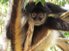 Ateles geoffroyi vellerosus