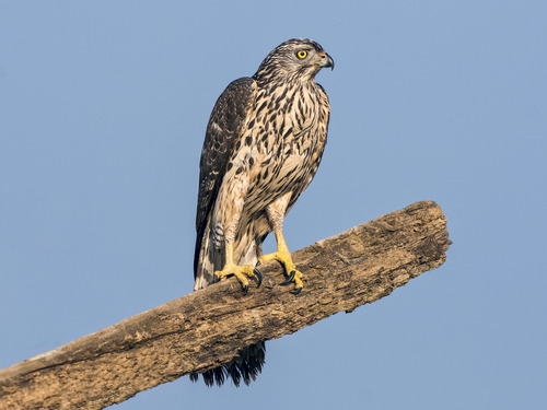Accipiter gentilis