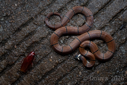 Kellogg's Coral Snake