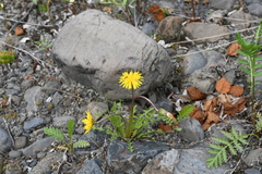 Taraxacum macilentum
