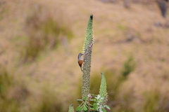 Montecincla fairbanki