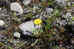 Taraxacum macilentum