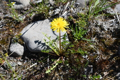 Taraxacum macilentum