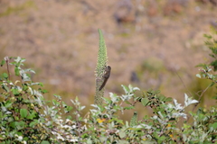 Funambulus sublineatus