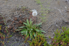 Taraxacum macilentum
