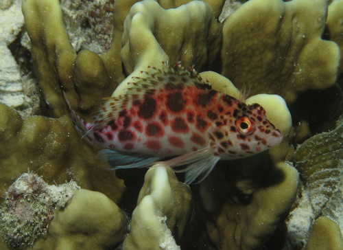 Pixy Hawkfish