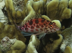 Coral Hawkfish photo 4