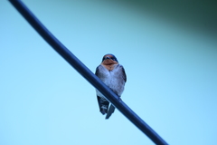 Hirundo domicola