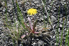 Taraxacum macilentum