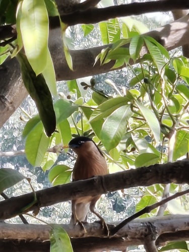 Brahminy Starling