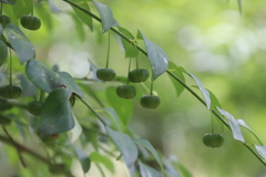 Pseudophyllanthus ovalis