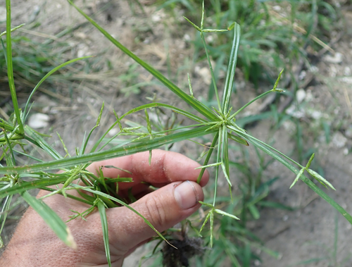 Cyperus zollingeri image