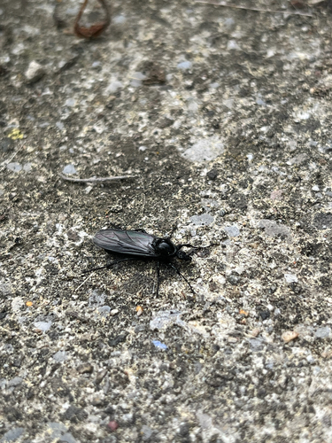 Märzfliege
