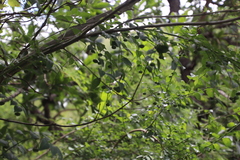 Pseudophyllanthus ovalis