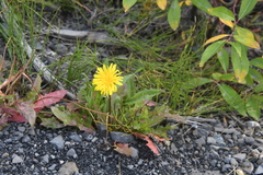 Taraxacum macilentum