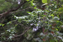 Pseudophyllanthus ovalis