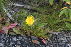 Taraxacum macilentum