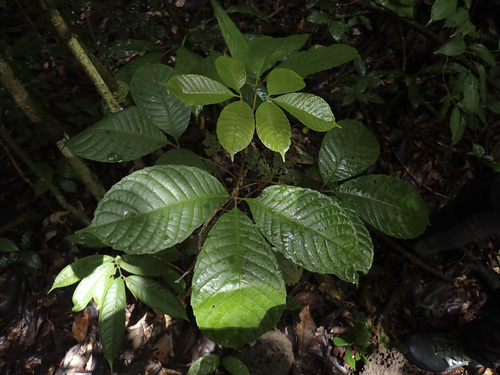 Caryocar glabrum, 2026-04-25