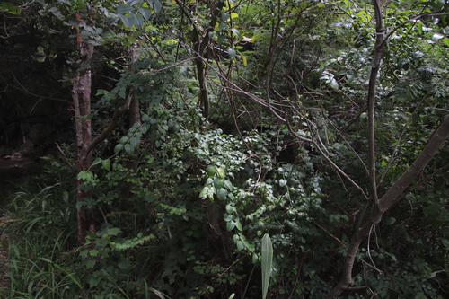 Image of Pseudophyllanthus ovalis by (c) Tony Rebelo, some rights reserved (CC BY-SA)