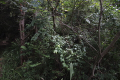 Pseudophyllanthus ovalis