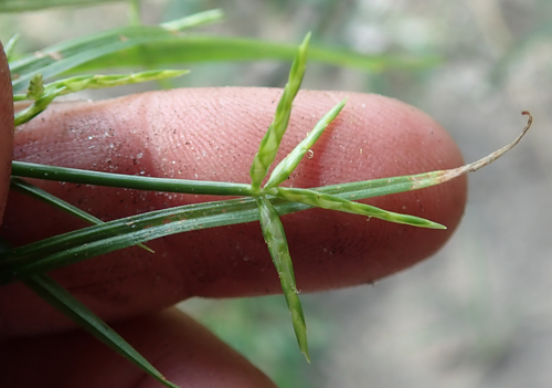 Cyperus zollingeri image