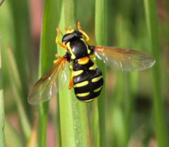 Xanthogramma citrofasciatum
