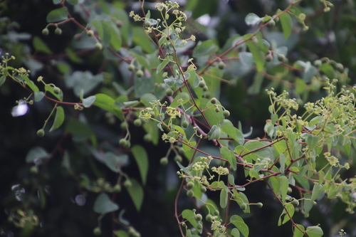 Image of Helinus integrifolius by (c) Tony Rebelo, some rights reserved (CC BY-SA)