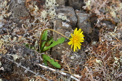 Taraxacum macilentum
