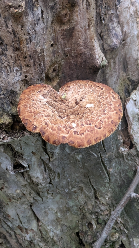 Dryad's Saddle · May 2026 · photo: Photo: no rights reserved · iNaturalist