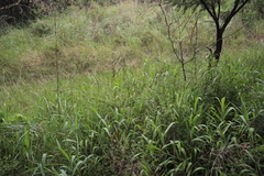 Endostemon obtusifolius