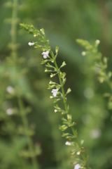 Endostemon obtusifolius