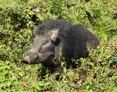 Sus scrofa cristatus