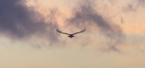 Asio flammeus observed 2026-05-08