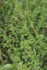 Endostemon obtusifolius