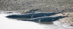 Gavialis gangeticus