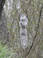 Sciurus niger cinereus