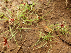 Cyperus rupestris
