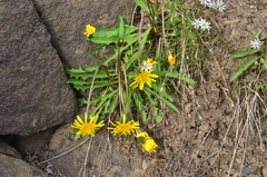 Taraxacum macilentum