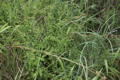 Endostemon obtusifolius